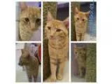 Adopt The Kracken a Domestic Short Hair-orange