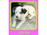 Adopt Jasmine a Collie Shepherd