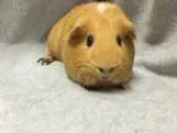 Adopt Gina (ISO Pig BFF) a Guinea Pig Short-haired