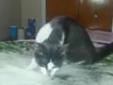 Adopt Urgent - Baby Cakes a Russian Blue Domestic Medium Hair