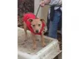 Adopt Kobi a TanYellowFawn Pit Bull Terrier  Labrador Retriever 