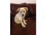 Adopt Rosie (FORT COLLINS) a Cattle Dog Collie