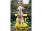 Adopt Daisy a Cattle Dog Terrier