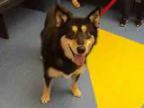 Adopt JASMINE a Husky  Mixed dog in Pittsburgh PA (15341734)