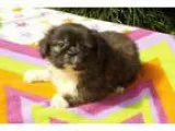 Adopt Rigby a Shih Tzu Pekingese