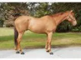 Fancy mover lots of impulsion sound warhorse looking for new car