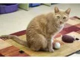 Adopt Abbot a Domestic Shorthair  Mixed cat in Ann Arbor MI (153
