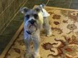 Adopt Fritz a Schnauzer