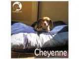 We have six Basset Hound puppies for saleTxt only via  (302)  x 