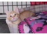 Adopt Cutest Gingers ever a Domestic Short Hair - orange and whi
