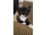 Adopt Asha s tuxedo boy (in foster) a Tuxedo