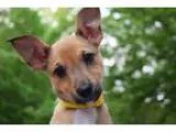 Adopt A.. Jungle Book - Winifred a Terrier
