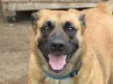 Adopt Lexi a German Shepherd Dog