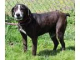 Adopt Lincoln (Needs Foster) a Mountain Cur  Mixed dog in Washin