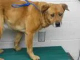Adopt TOBIAS a German Shepherd Dog  Mixed dog in Waco TX (150724