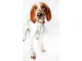 Adopt Baby a English Coonhound