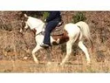 Flashy Gentle Trail Horse