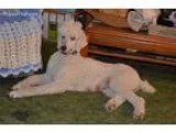 Opal Spayed