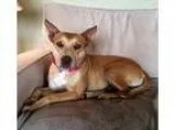 Adopt Jackie a Cattle Dog Staffordshire Bull Terrier