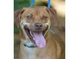 Adopt George - looking for foster-to-adopt a Labrador Retriever 
