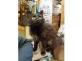 Adopt Sebastian a All Black Domestic Mediumhair  Mixed cat in Wa