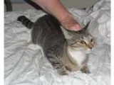 Java - Female Domestic Shorthair