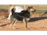Adopt Rosie a Airedale Terrier
