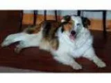 Adopt Ruby - IN FOSTER CARE - FENCED YARD REQ a Australian Sheph