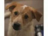 Adopt Alunite a Australian Cattle Dog (Blue Heeler)