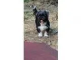 Adopt Bear a Shih Tzu Pug