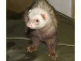 Adopt Simba a Ferret