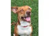 Adopt Adrianna a White - with Red Golden Orange or Chestnut Beag