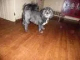 Adopt Mattie a Lhasa Apso