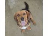 Adopt Remy a Tricolor (TanBrown and Black and White) Beagle  Bas