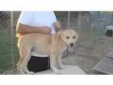 Adopt Barney Kelley a Catahoula Leopard Dog Husky