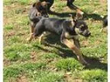 Adopt Dailey a Black - with Tan Yellow or Fawn German Shepherd D