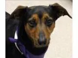 Adopt Bashful a Dachshund