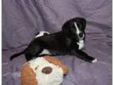 Adopt AVARI a Black - with White Border Collie  Mixed dog in Wes