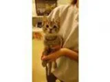 Adopt Frank a Tabby - Grey