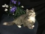 Adopt Bunnie a Gray or Blue (Mostly) Domestic Longhair  Mixed (l