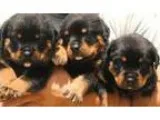 Fain german rottweiler puppies ready to go