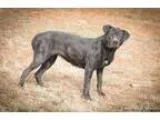 Adopt Maisie a White - with Tan Yellow or Fawn Havanese  Mixed d