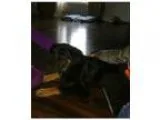 Adopt Rex (CL) a German Shepherd Dog