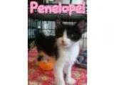 Adopt Baby Penelope a Tuxedo
