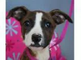 Adopt Dolly a Brindle - with White American Pit Bull Terrier  Mi