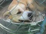 Adopt Quentin a Yellow Labrador Retriever Border Collie