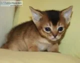 Abyssinian kitten Rudy and Blue CFA reg