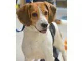 Adopt Nike a Beagle
