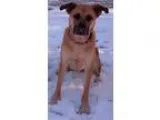Adopt Beane(CL) a German Shepherd Dog