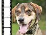 Adopt Blake a Great Dane Shepherd